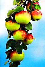 Apple-tree. Almaty pictures