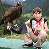 Golden Eagle hunting watching at Syugaty valley