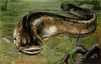 Sheat-fish